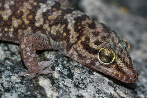 Tsodilo Thick-toed Gecko, Pachydactylus tsodiloensis