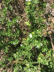 Teucrium trifidum