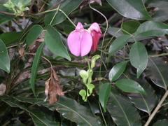 Canavalia bonariensis