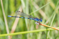 Argia leonorae