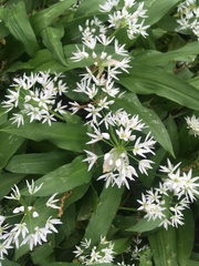 Allium ursinum