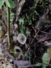 Fungi