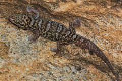 Pachydactylus tsodiloensis