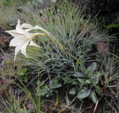 Gladiolus longicollis longicollis