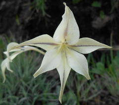 Gladiolus longicollis longicollis