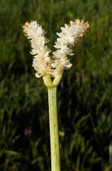 Aponogeton natalensis