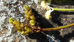 Aponogeton natalensis