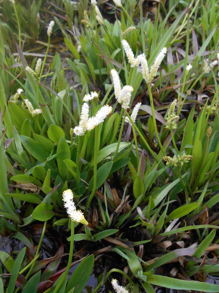 Twotail Waterblommetjie