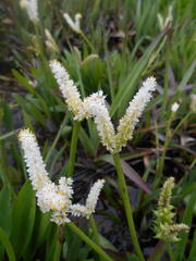 Aponogeton natalensis