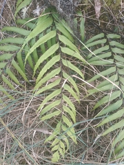 Asplenium serra