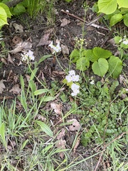 Arabis caucasica