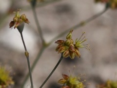 Eriogonum reniforme