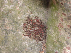 Psococerastis urceolaris