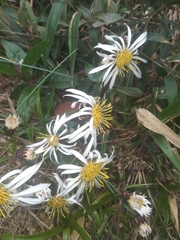 Munnozia foliosa