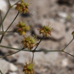 Eriogonum reniforme
