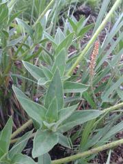 Pentanisia prunelloides prunelloides