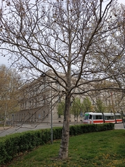 Platanus