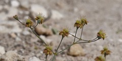 Eriogonum reniforme