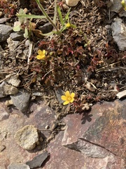Oxalis corniculata repens