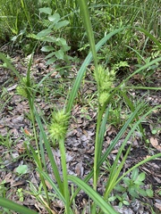 Carex lupuliformis