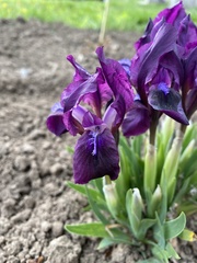 Iris