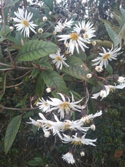 Munnozia foliosa