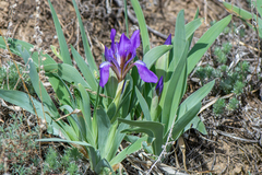 Iris glaucescens