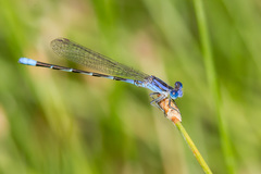 Argia leonorae