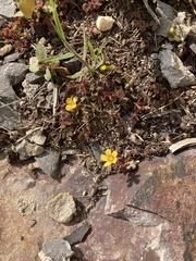 Oxalis corniculata repens