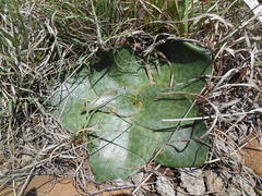 Ledebouria ovatifolia ovatifolia