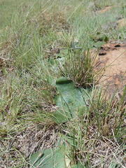 Ledebouria ovatifolia ovatifolia