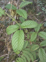 Rubus nubigenus