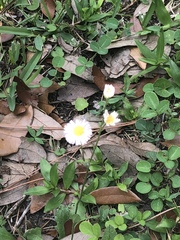 Erigeron quercifolius