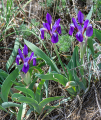Iris glaucescens