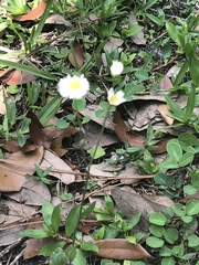 Erigeron quercifolius