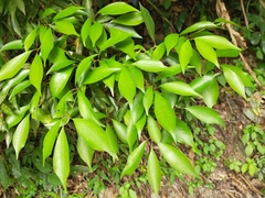 Cinnamomum micranthum