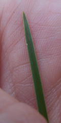 Harpochloa falx