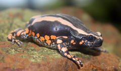 Phrynomantis bifasciatus