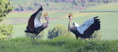 Balearica regulorum regulorum