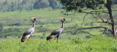 Balearica regulorum regulorum