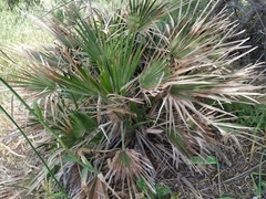 Chamaerops humilis