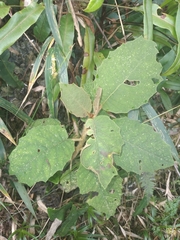 Nordenstamia repanda