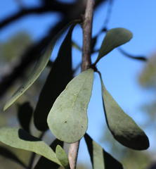 Gymnosporia glaucophylla