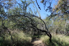 Gymnosporia glaucophylla