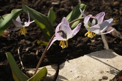 Erythronium krylovii