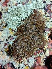 Xanthoparmelia loxodes