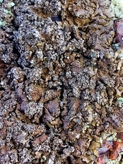 Xanthoparmelia loxodes