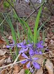 Iris rossii