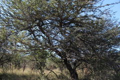 Vachellia robusta robusta