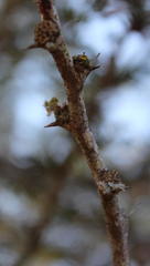 Vachellia robusta robusta